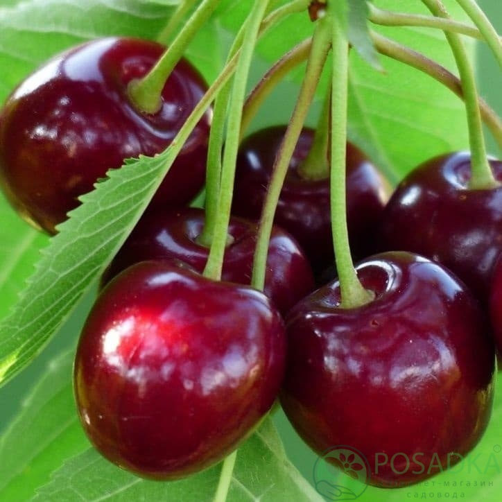 картинка Черешня Каталин 