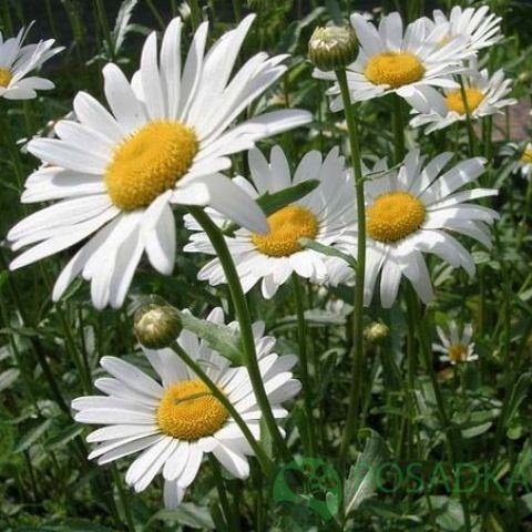 картинка Ромашка садовая 