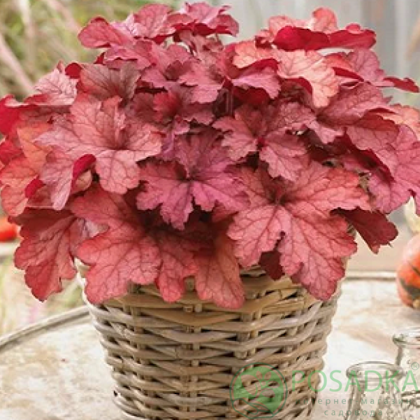 картинка Гейхера CoralBerry (Коралбери) 