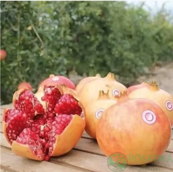 картинка Гранат Моллар де Эльче 