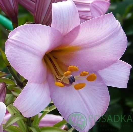 картинка Лилия Pink Planet 