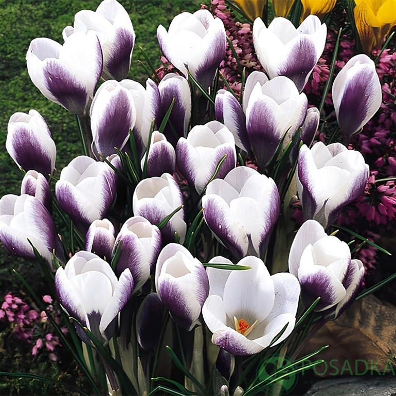 картинка Крокус Panda  картинка Крокус Panda