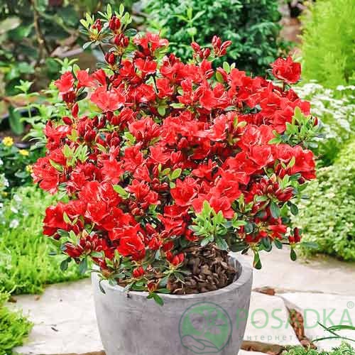 картинка Азалия японская Fridoline 