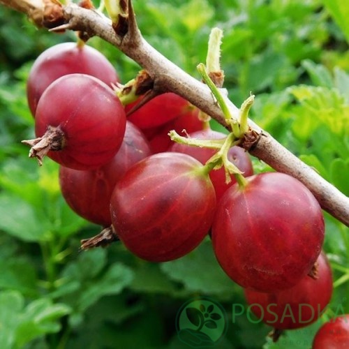 картинка Крыжовник Финиковый 