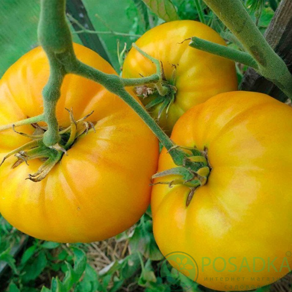 картинка Семена Томат Микадо желтый 0.1 г, Seedera 