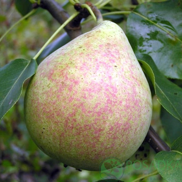 картинка Груша Мраморная 