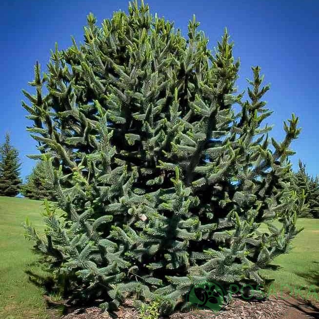 картинка Сосна остистая (Pinus aristata) 