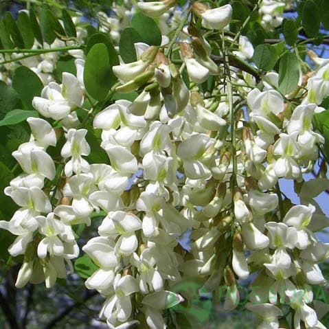 картинка Софора японская 