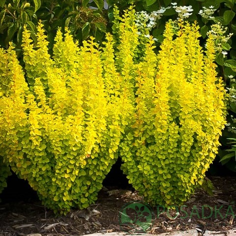 картинка Барбарис Тунберга Golden Rocket 