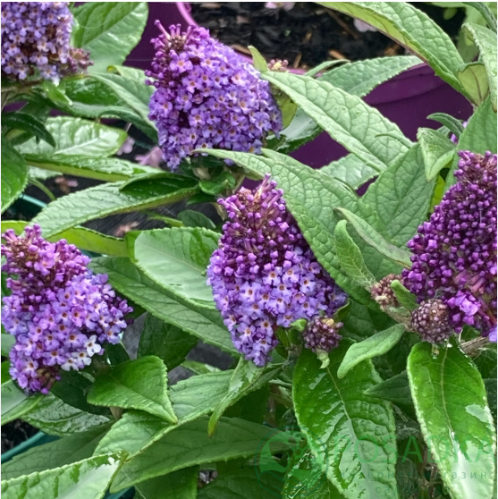 картинка Буддлея Little Rockstars'® blue (Литл Рокстарс Блю) 