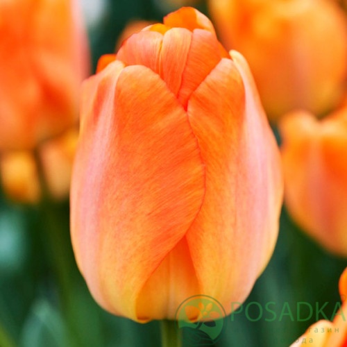 картинка Тюльпан Daydream 