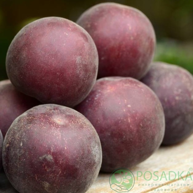 картинка Абрикос Мелитопольский чёрный 