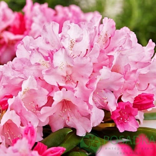 картинка Рододендрон якушиманский Kalinka 