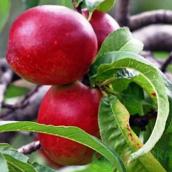 картинка Нектарин Ванг-8 