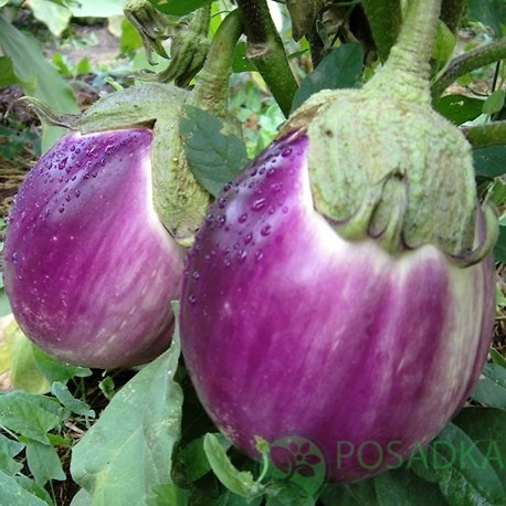 картинка Семена Баклажан Ротонда F1, 0.3 г, SeedEra 