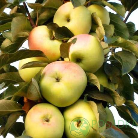 картинка Яблоня колоновидная Крымская 