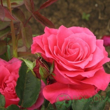 картинка Роза парковая Памяти Высоцкого 