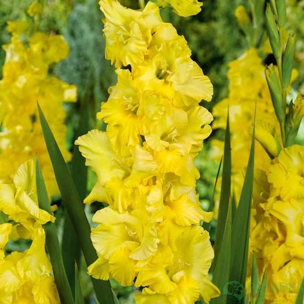 картинка Гладиолус Blitz 