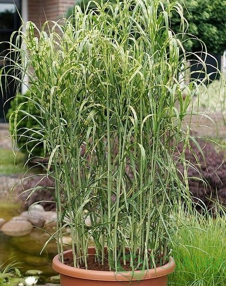картинка Мискантус гигантский Aligator 