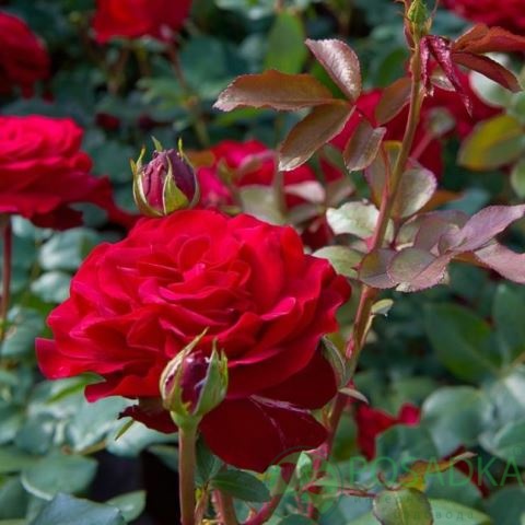 картинка Роза чайно-гибридная Штёртебекер 