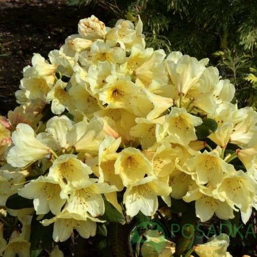 картинка Рододендрон гибридный Karibia 