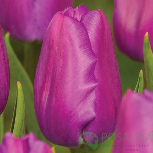 картинка Тюльпан Purple Flag 
