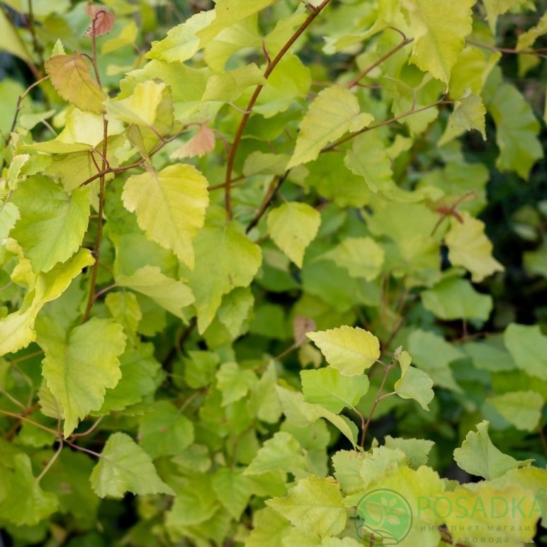 картинка Берёза повислая Golden Obelisk 