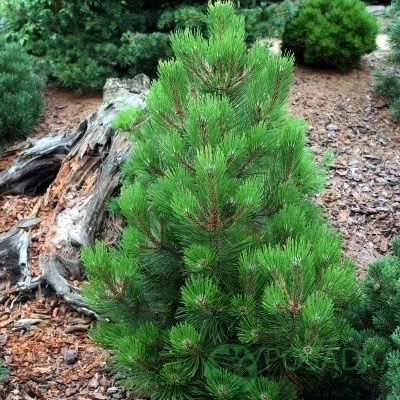 картинка Сосна белокорая Compact Gem С3 