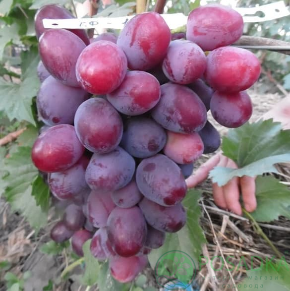 картинка Виноград Эверест 