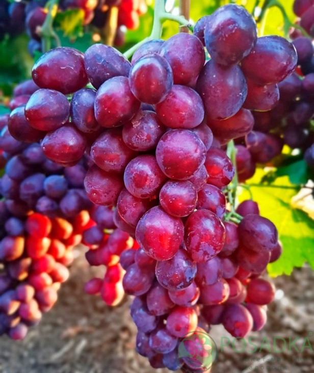 картинка Виноград Велюр 