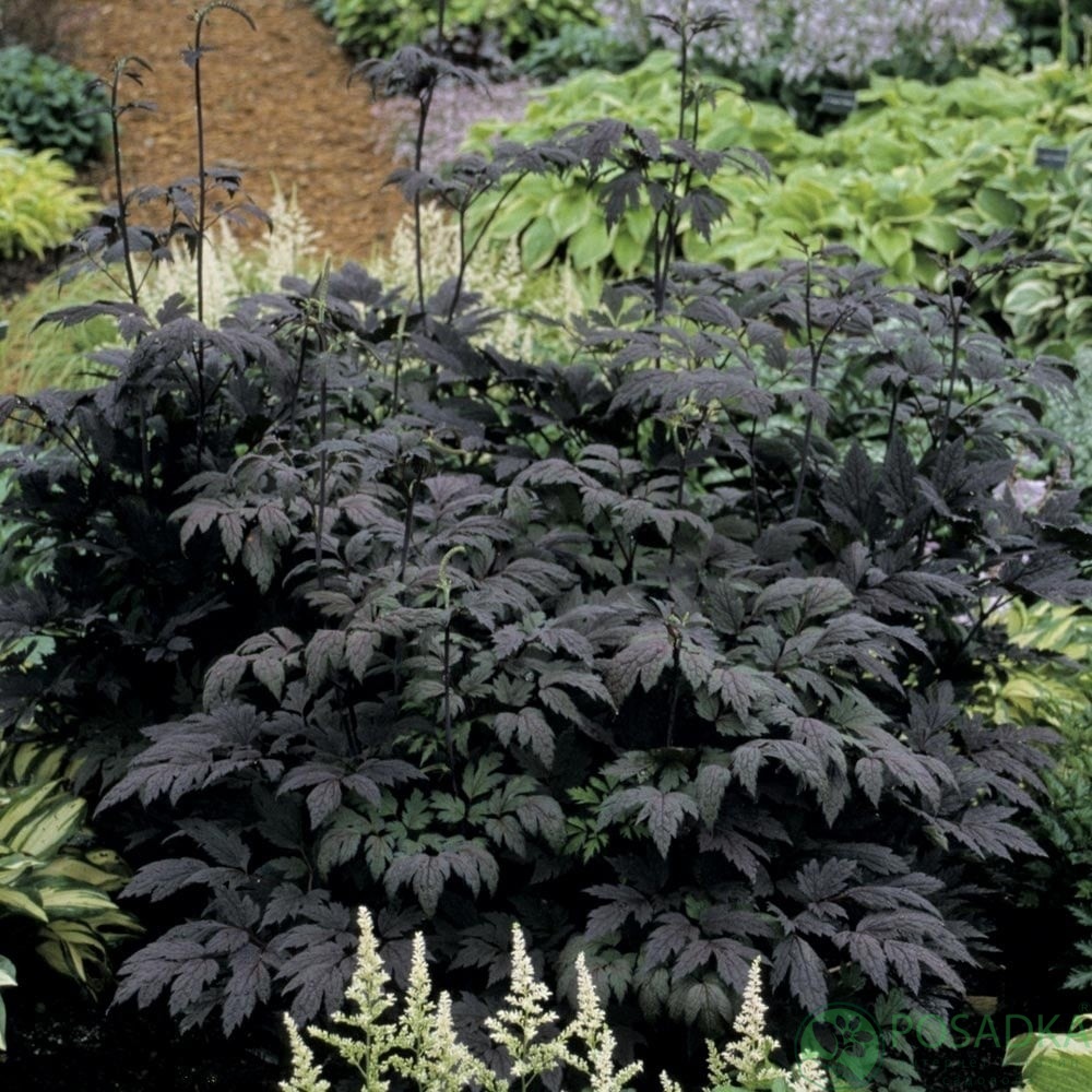 картинка Цимицифуга (клопогон) Hillside Black Beauty 