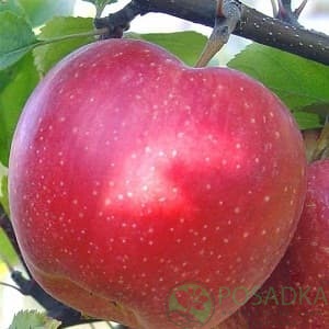 картинка Яблоня Санрайз (карликовый подвой М9) 