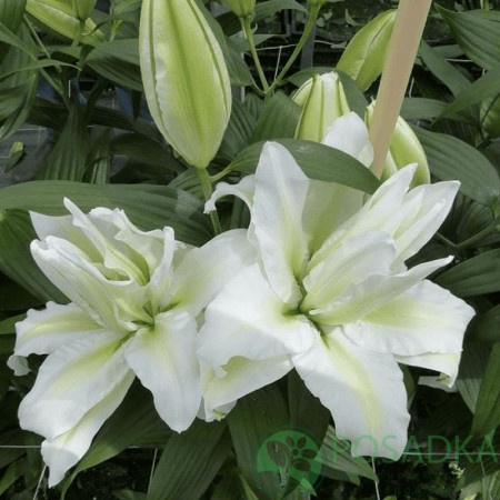 картинка Лилия Falmarin 