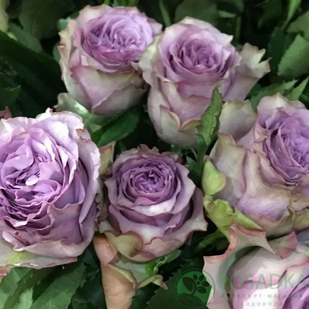 картинка Роза чайно-гибридная Дольчетто 