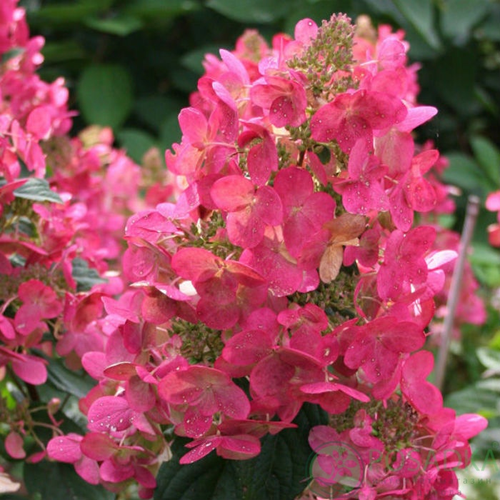 картинка Гортензия метельчатая 2-х летняя Mega Mindy С2 