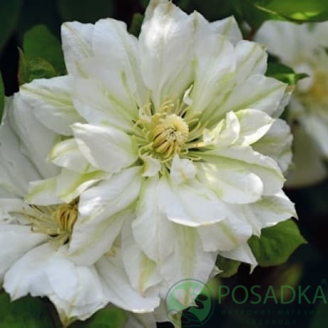 картинка Клематис Yukiokoshi 