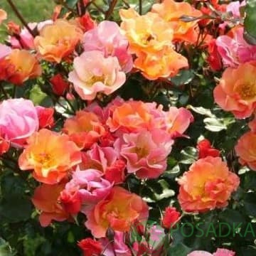 картинка Роза почвопокровная Джаз 