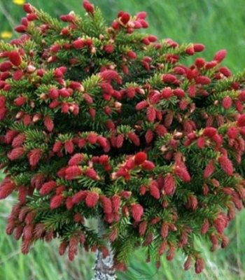 картинка Ель обыкновенная Ридал на штамбе 5л 