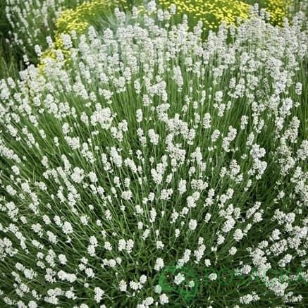 картинка Лаванда узколистная Альба (контейнер р9) 