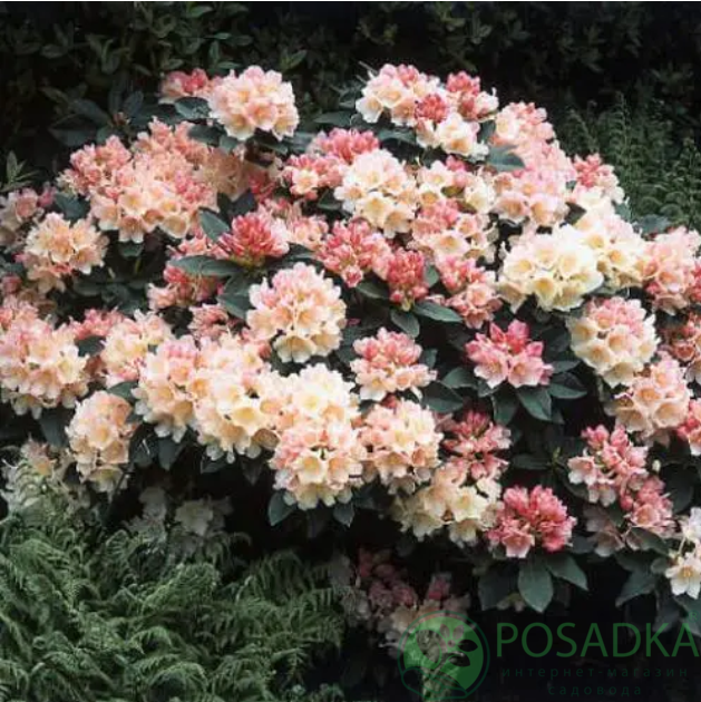 картинка Рододендрон якушиманский Golden Torch  картинка Рододендрон якушиманский Golden Torch