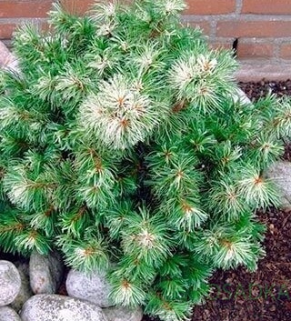 картинка Сосна мелкоцветковая Tanima-no-yuki 