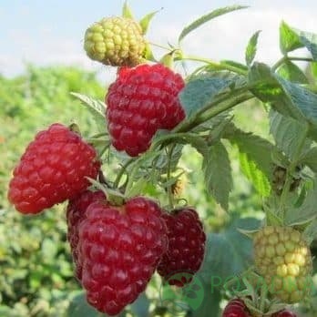 картинка Малина Нантахала 