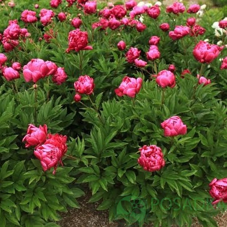картинка Пион Patio Peony London 