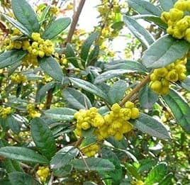 картинка Барбарис Юлиана 