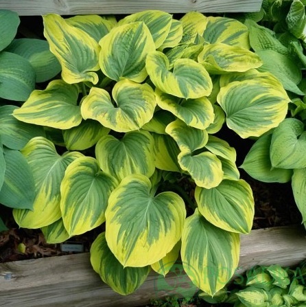 картинка Хоста Clifford`s Forest Fire 