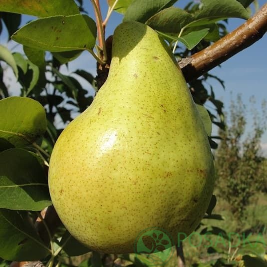 картинка Груша Молдавская ранняя 