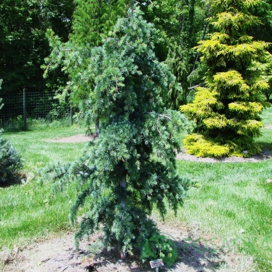 картинка Кедр ливанский Blue Angel  