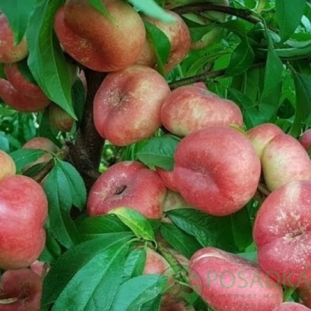 картинка Персик инжирный Никитский 