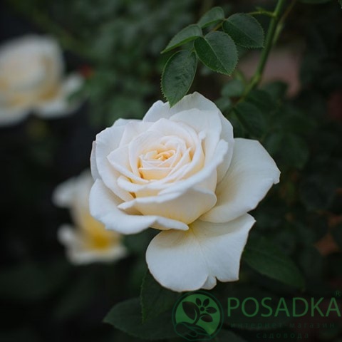 картинка Роза чайно-гибридная Мэри Бэри Роуз 