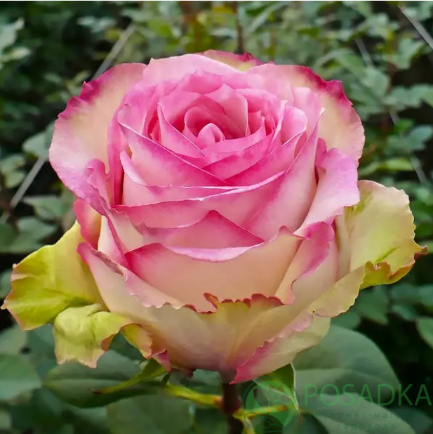 картинка Роза чайно-гибридная Эсперанса 